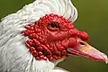 El pato criollo tiene toda la cara cubierta de carúnculas rojas.