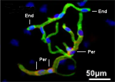 Capilares cerebrales y células de la BHE. Células endoteliales (End) en verde y pericitos (Per) en rojo. Núcleos en azul. Inmunofluorescencia y Microscopio confocal.[1]​
