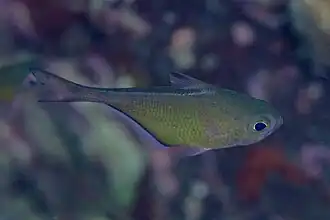 Pempheris vanicolensis