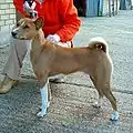 Basenji (R.D. Congo)