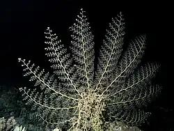 Un Gorgonocephalidae alimentándose de noche en el Mar Rojo.