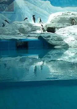 pingüinos de Humboldt