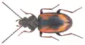 Bembidion femoratum