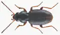 Bembidion gilvipes