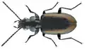 Bembidion glaciale