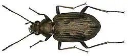Bembidion litorale