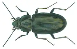 Bembidion quadricolle