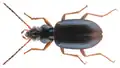Bembidion steinbuehleri