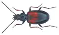 Bembidion varicolor