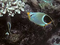 Chaetodon ephippium alimentándose en Acropora, en Sulawesi, Indonesia.