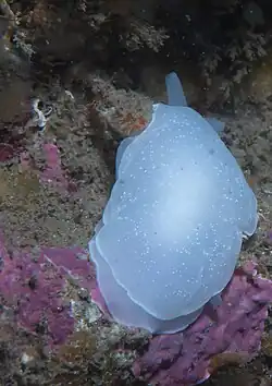 Berthella californica