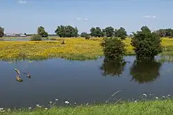 Los Beuningse Uiterwaarden durante pleamar en el Waal