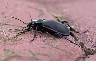 Carabus violaceus