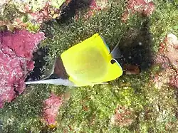 F. longirostris en el Parque Marino de Bunaken, Sulawesi, Indonesia
