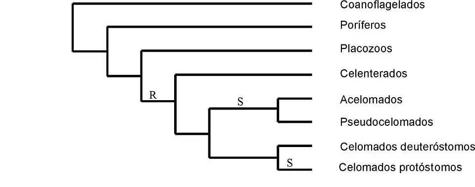Cladograma de Bilateria según la teoría planuloide/aceloide (S= segmentación espiral; R= segmentación radial)