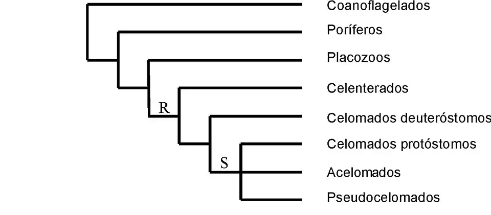 Cladograma de Bilateria según la teoría del arquicelomado(S= segmentación espiral; R= segmentación radial)