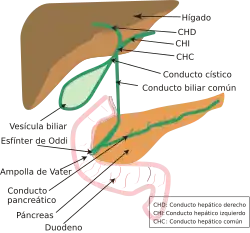 Sistema biliar.