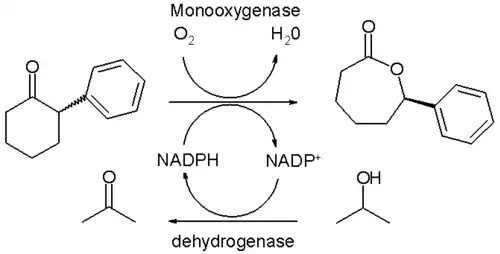 Biocatalytic BV oxidation