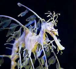 En el Birch Acuario, San Diego, EE.UU.