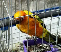 Pájaro en una jaula