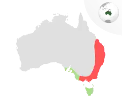      C. f. funereus      C. f. xanthanotus