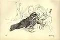 "Redwing", lámina 19 de Birds from Moidart and elsewhere (1895).