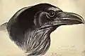 "The raven", lámina 47 de Birds from Moidart and elsewhere (1895).