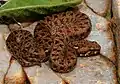 Bitis atropos00