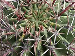 Presa de Peñuelitas