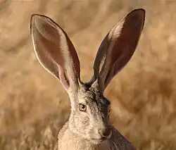 Lepus californicus