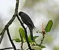 En Banyan posado sobre un Ficus benghalensis en Jayanti en la reserva Buxa Tiger en el distrito Jalpaiguri en Bengala Occidental, India.