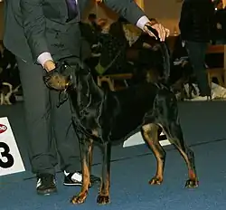 Una hembra black and tan coonhound posando en exhibición canina.