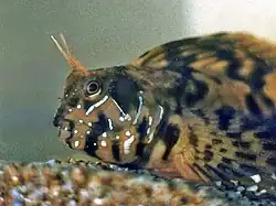 Blennius sphinx