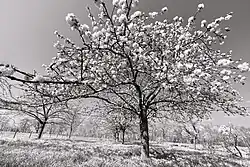 Huerto en primavera en Hesbania