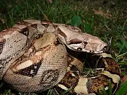 Boa constrictor (Boa constrictor)