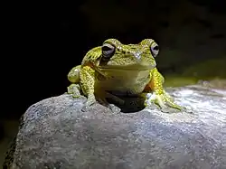 Rana Arborícola Andina en El Palmar.