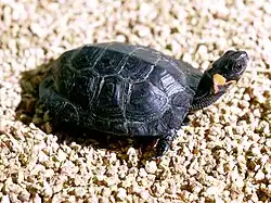 A bog turtle with its tail pointed towards the left of the screen and its head facing the right of the screen. The turtle is looking sharply to its left, away from the viewer.