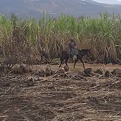Bolero de la región de Pedernales