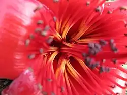 ?Estambres poliadelfos en Bombax ceiba.