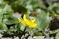 Bombylius major sobre una flor de una celidonia menor (Ficaria verna)