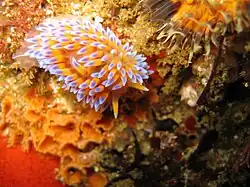 Coloración más frecuente de B. nakaza