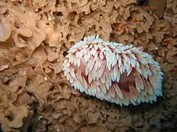 Coloración blanca de B. nakaza