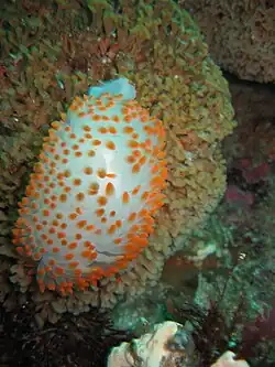 Coloración naranja de B. nakaza