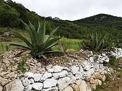 Bordo en los valles de Nochixtlán, Oaxaca.
