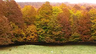 Hayedos en el Macizo del Pollino, donde se encuentra Cozzo Ferriero.