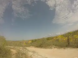 Temporada Seca: Floración de Guayacán. Tumbes - Perú.