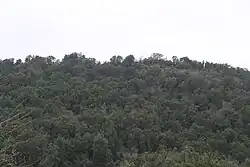 Bosue esclerofilo de Chile central