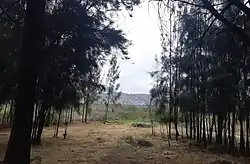 Bosques de Pinos al rededor de la Laguna Alalay.