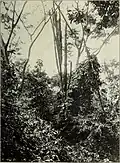 Foto de la planta tomada en 1907