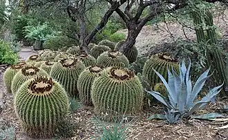 Diferentes especies de cactus.
